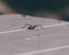Three Simple Tricks to Keep Spiders Out of Your Home