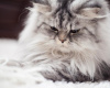 Perserkatze – Ein sanftes Haustier, das besondere Pflege benötigt