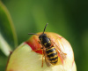 A Wasp Sting Can Be Deadly: Here’s How to Recognize a Reaction in Time