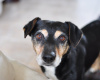 Dog Trainer Reveals a Simple Trick to Stop Your Pet from Barking at Other Dogs