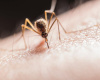 Not the West Nile Virus: WHO issues urgent statement, mosquito-borne disease poses danger to the whole world