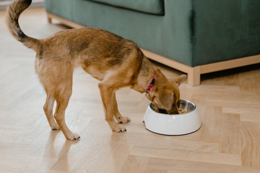 Kann richtige Ernährung das Leben Ihres Hundes verlängern? Das sagen Experten