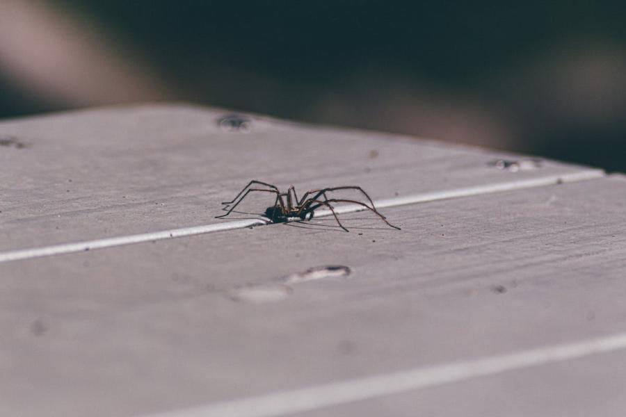 Three Simple Tricks to Keep Spiders Out of Your Home
