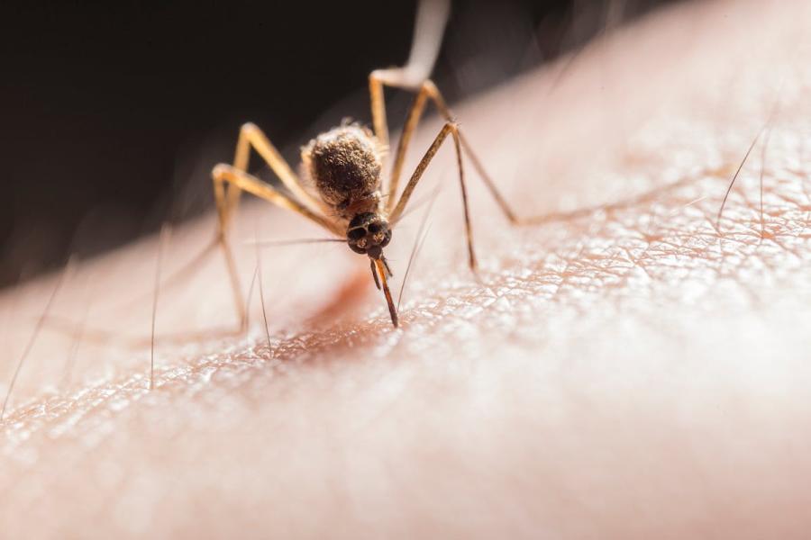 Nije virus Zapadnog Nila: SZO izdala hitno saopštenje, bolest koju prenose komarci predstavlja opasnost za ceo svet