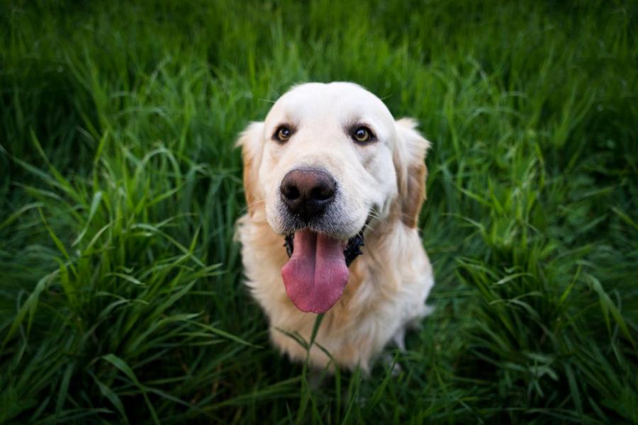 Experts revealed why your dog stretches when it sees you
