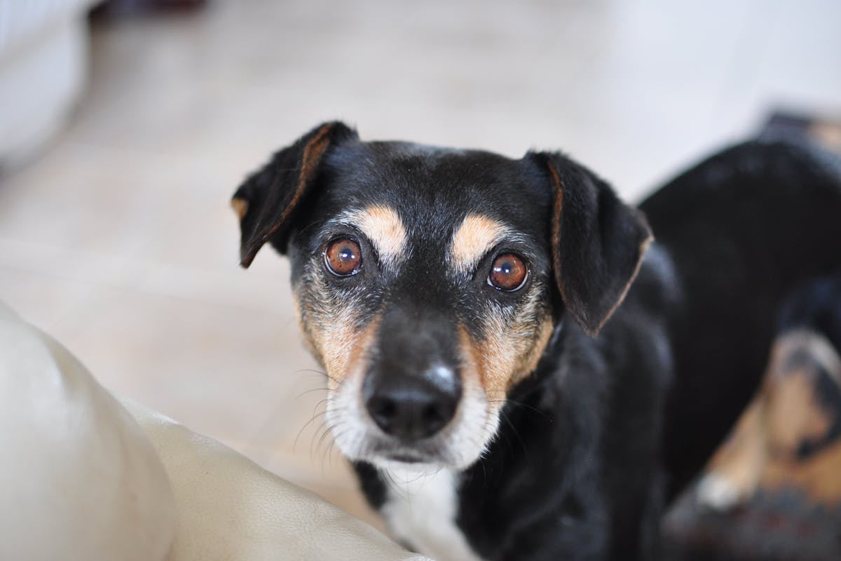 Hundetrainerin verrät einen einfachen Trick, wie Ihr Haustier aufhört, andere Hunde anzubellen