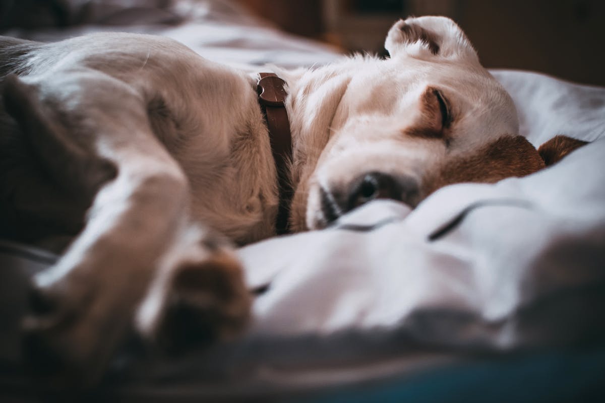 Wissen Sie, wovon Hunde träumen? Die Antwort wird viele Besitzer überraschen
