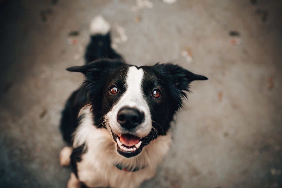 Experts Reveal Whether Dogs Can Really Sense a Bad Person